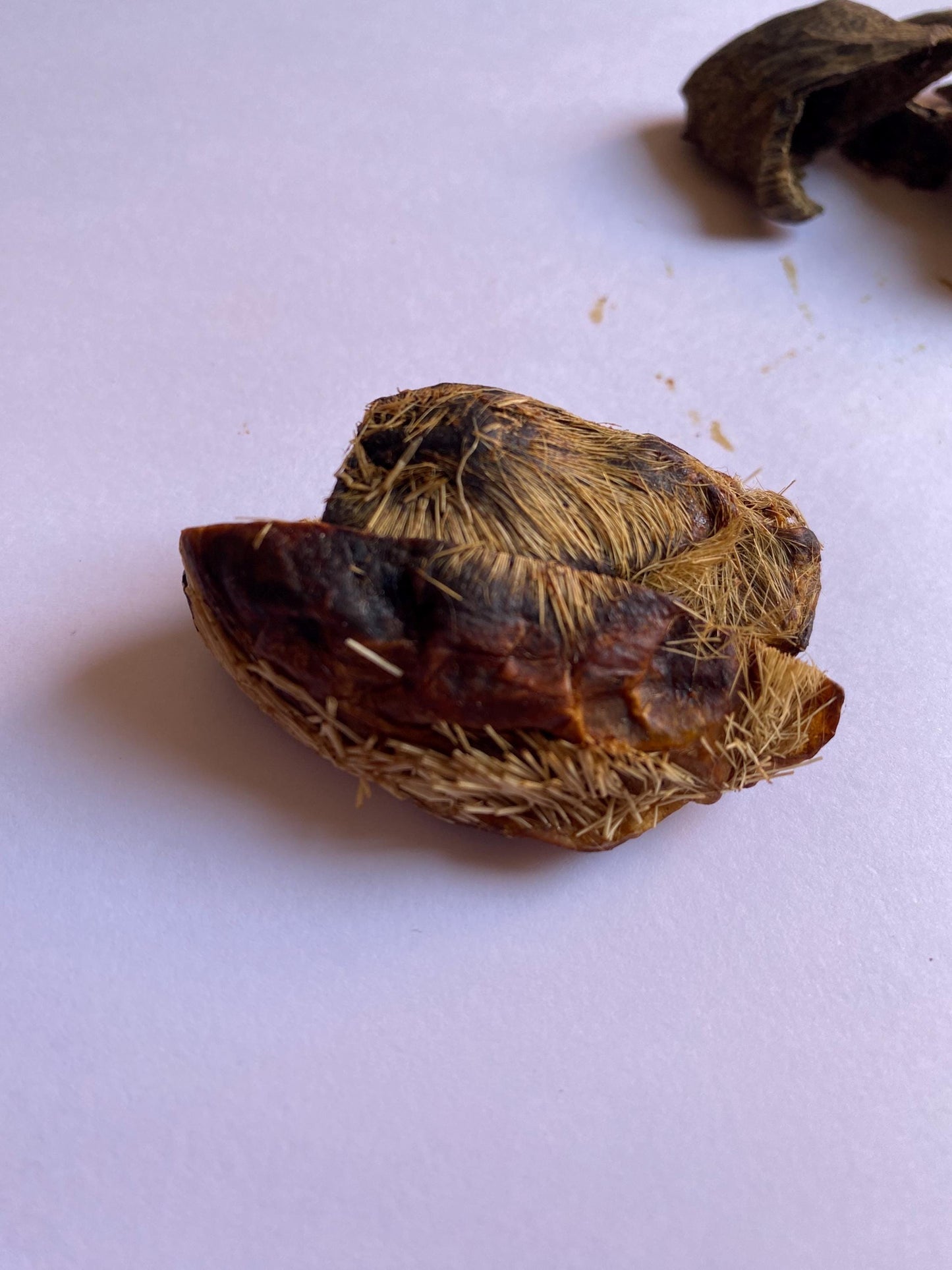 Spanish Attar Leather | 1.7 grams