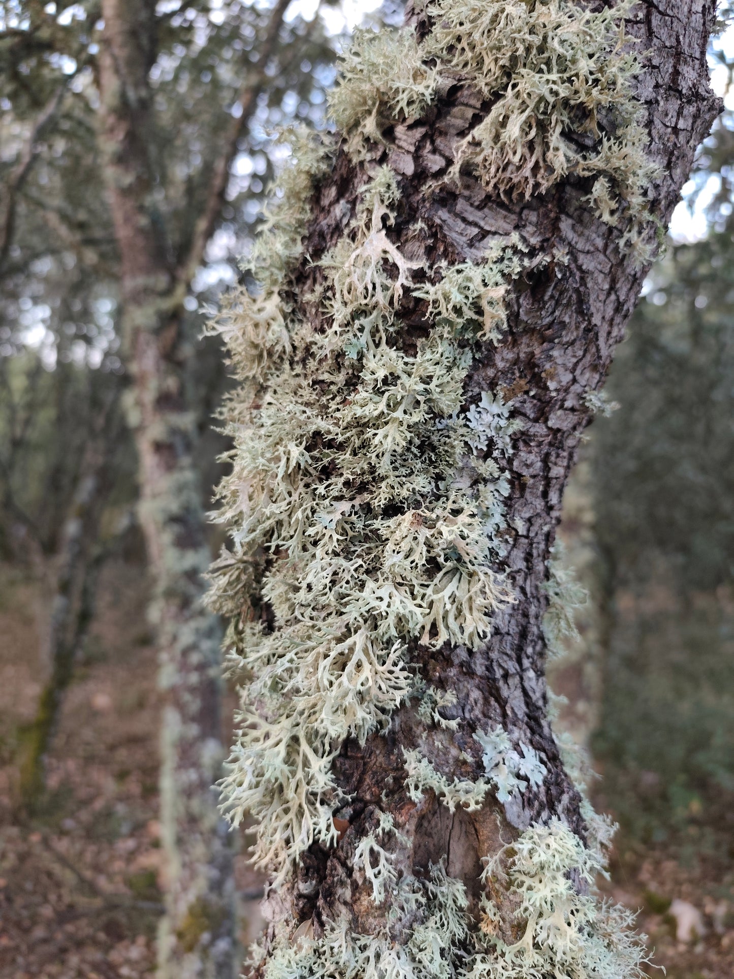 Oak Moss Vintage Tincture, 1960, 5 ml