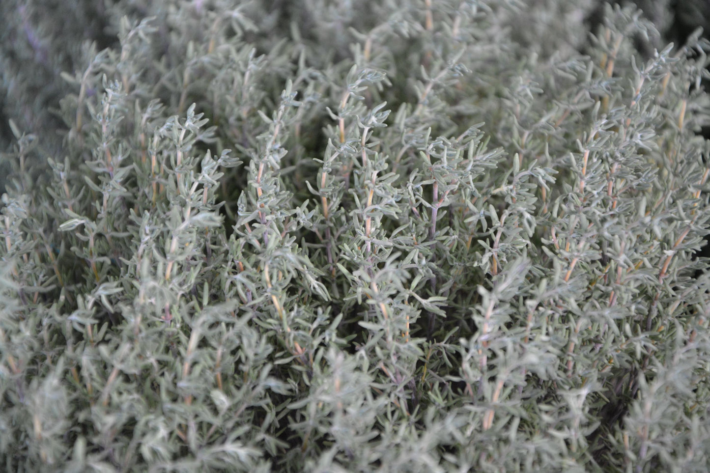 Tomillo Serpol Aceite Esencial Vintage