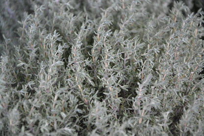 Tomillo Serpol Aceite Esencial Vintage