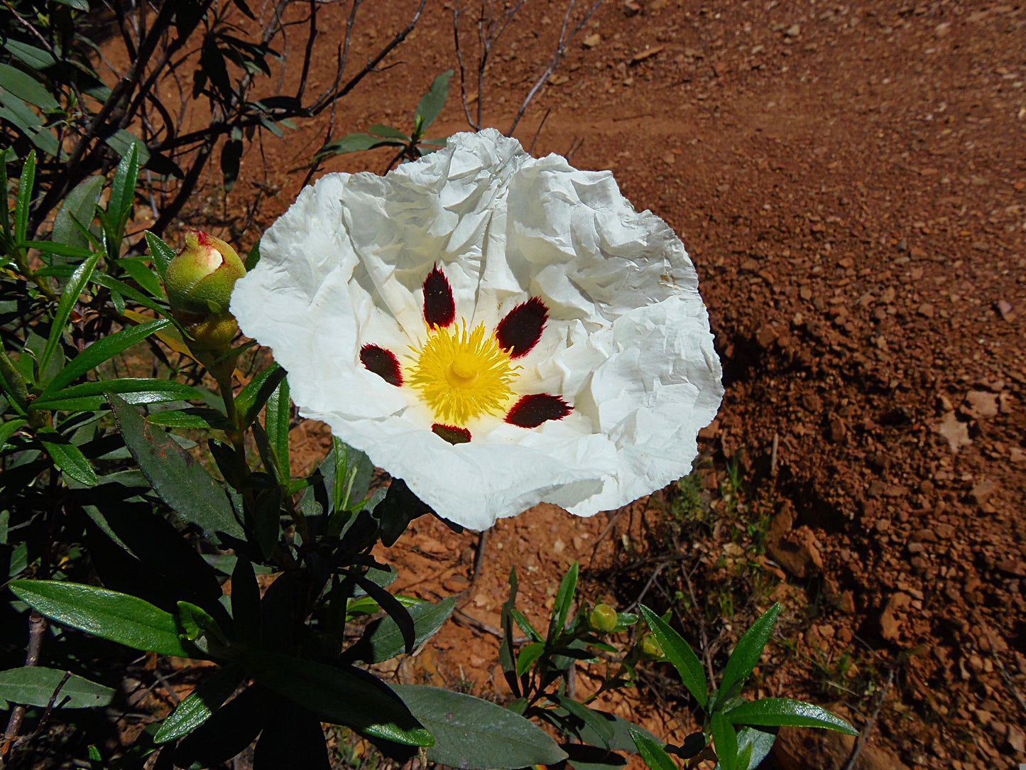 Cistus Ladaniferus Absolute - Spain