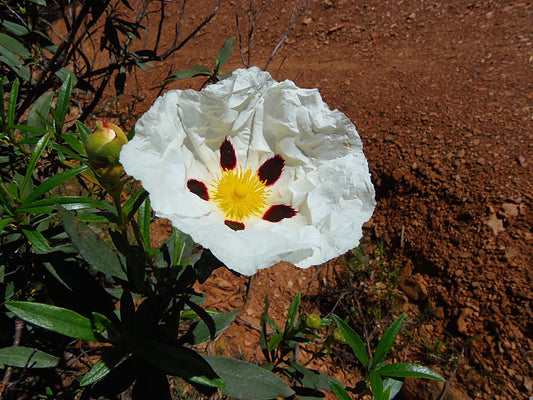 Cistus Ladaniferus Absolute - Spain
