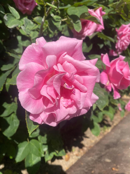 Rosa Damascena Aceite Esencial - Bulgaria