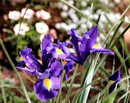 Orris Resinoide Destilacion Molecular  (Iris Pallida) | Italia