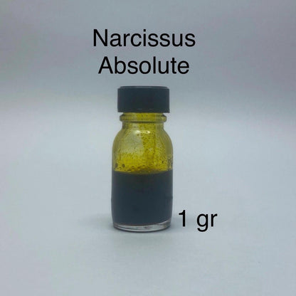 Narcissus Jonquilla Absolute - France
