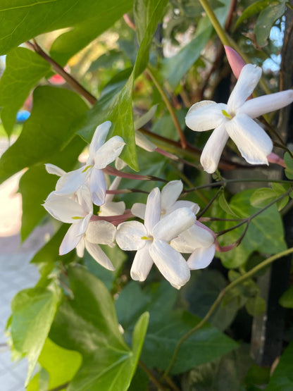 Jasmine Grandiflorum Absolute - India