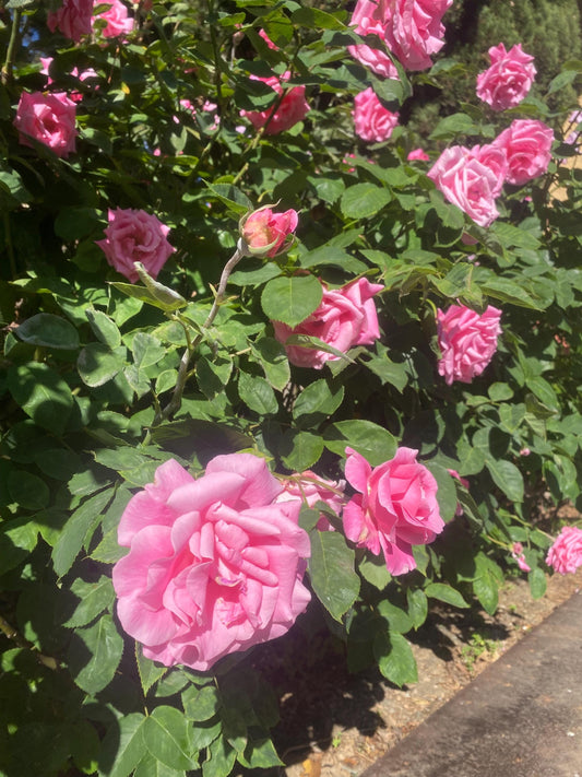 Rosa Damascena Essential Oil - Bulgaria