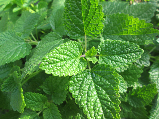 Bulgarian Lemon Balm (Melissa officinalis) Essential Oil