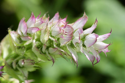 Clary Sage Absolute - France
