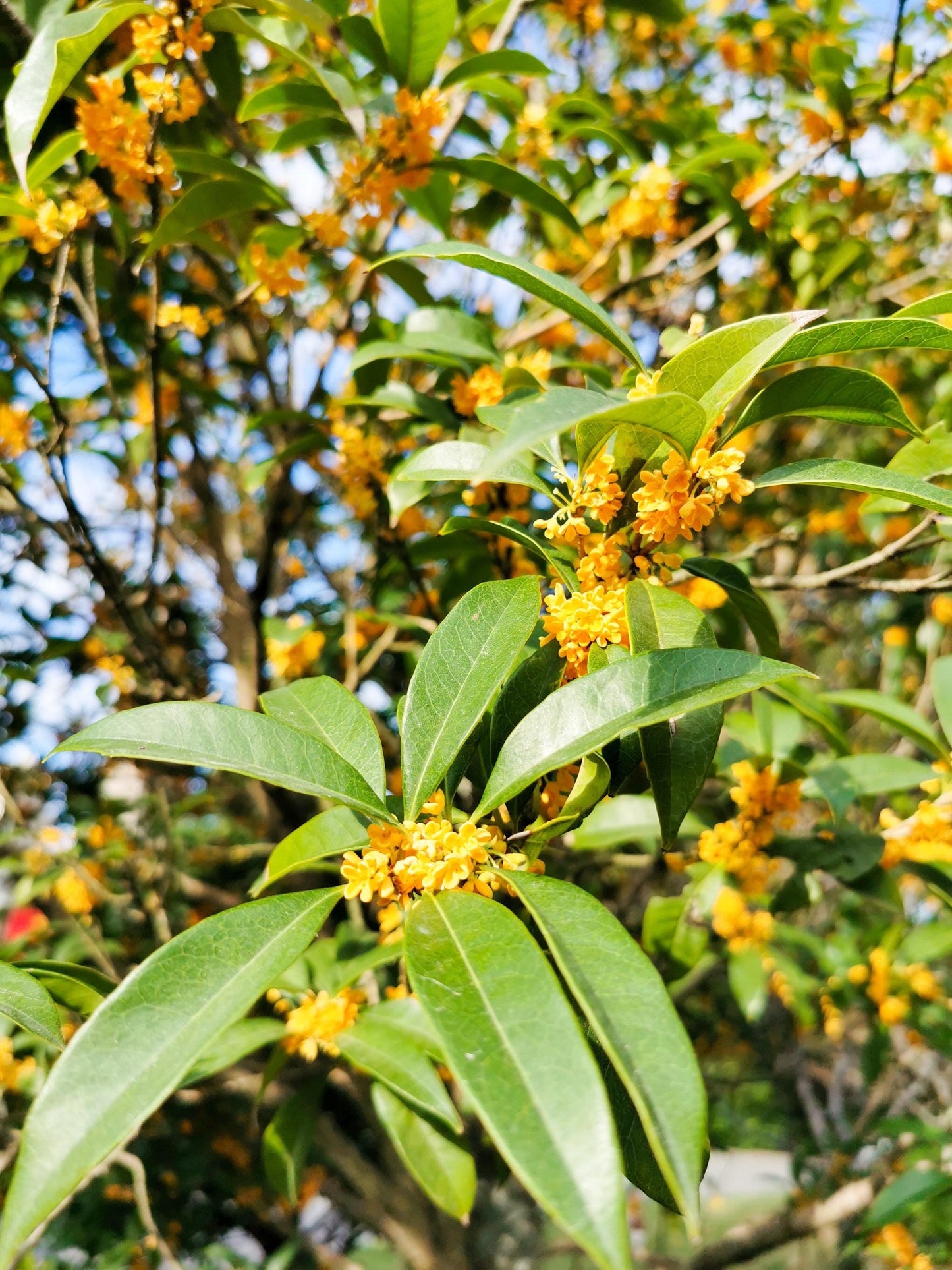 Natural Osmanthus Absolute – Peach, Leather, and Floral Scent for Perfumers