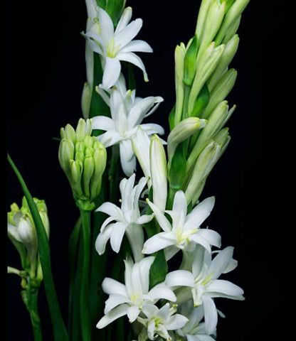 Indian Tuberose (Polianthes tuberosa) Absolute