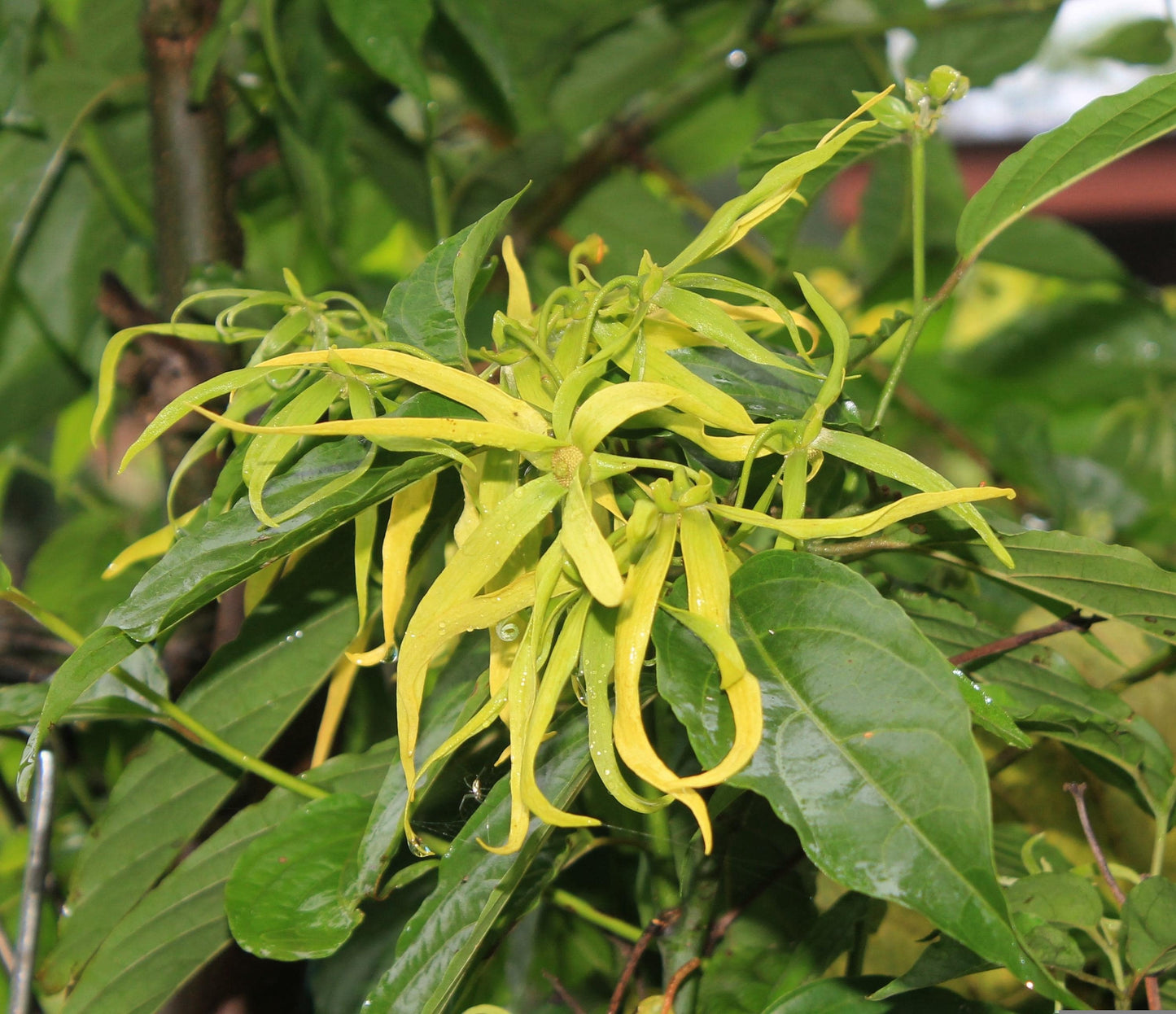 Ylang Ylang Category 3 Madagascar (Cananga Odorata) 5 ml essential oil