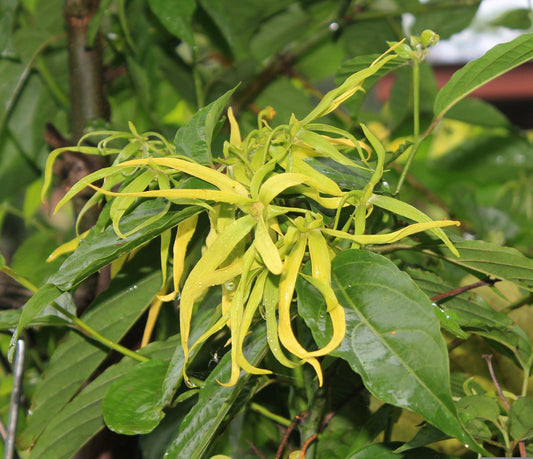 Ylang Ylang Category 3 Madagascar (Cananga Odorata) 5 ml essential oil