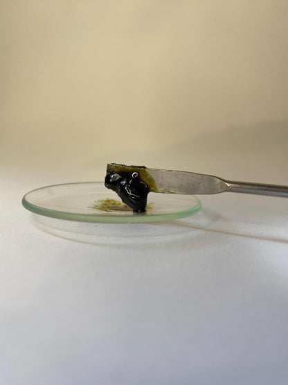 Clary Sage Absolute - France