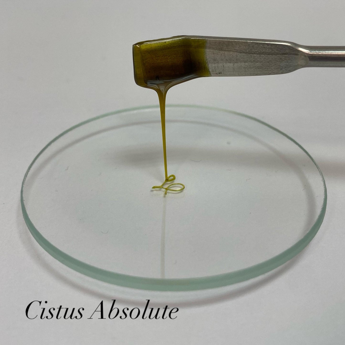 Cistus Ladaniferus Absolute - Spain