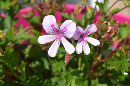 Geranium Essential Oil (Pelargonium graveolens) - Madagascar