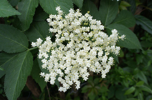 Elderflower Absolute – France | Airy sweetness, living nature