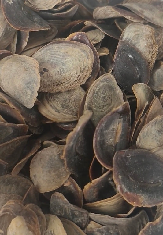 Operculum Onchya - Red Sea